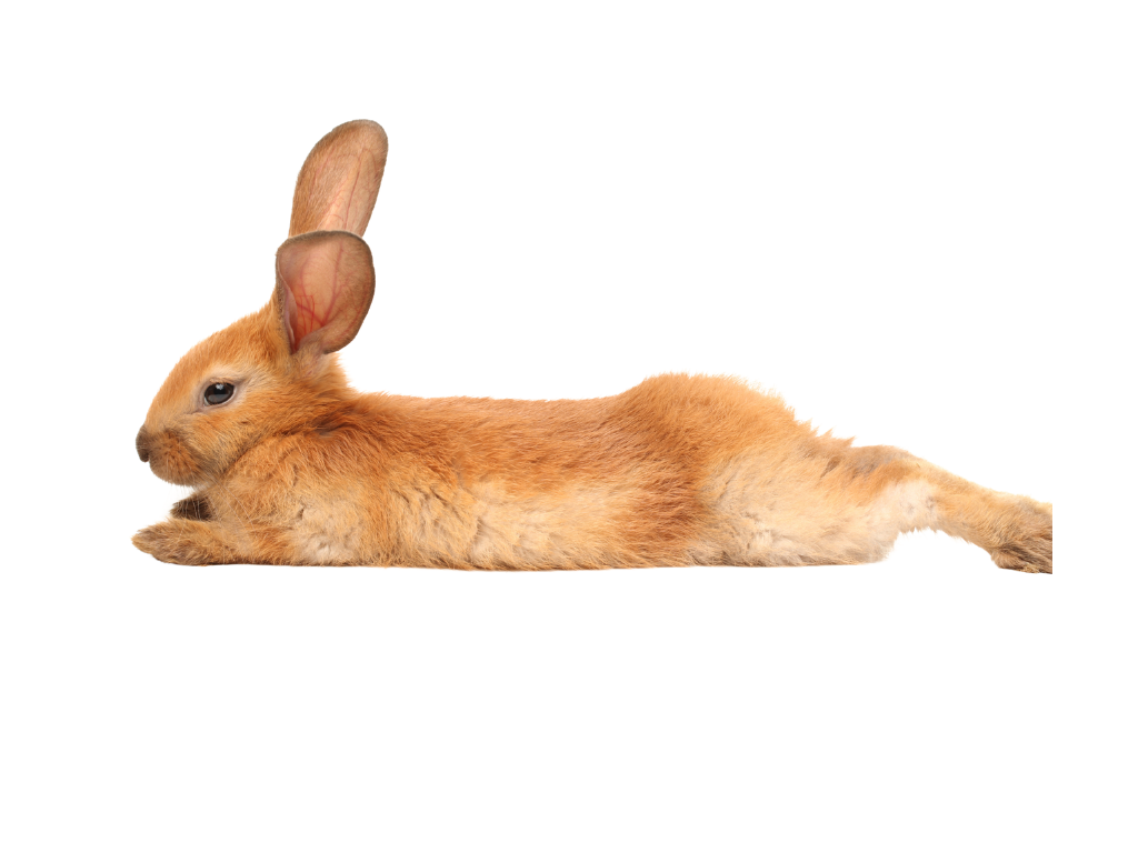 Conejo acostado
