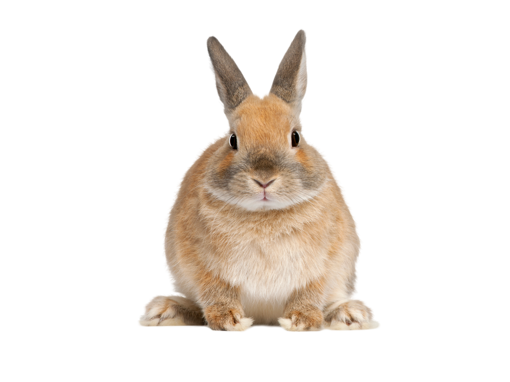 Conejo sentado